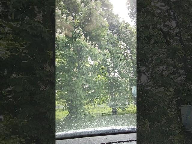 МАЙСКИЙ ДОЖДЬ