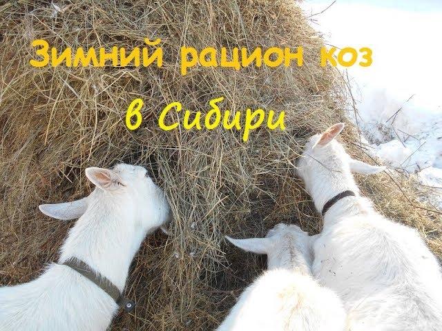 Зимний рацион коз в Сибири. Чем мы кормим наших коз