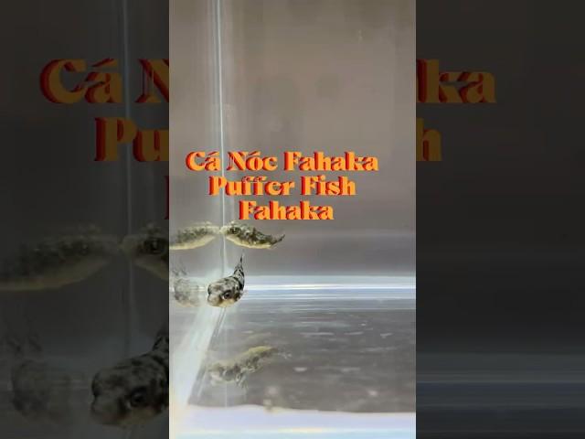 Cá Nóc Fahaka- Fahaka Puffer Fish