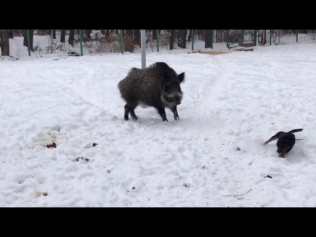 Ягдтерьер и кабан. Первые притравки.