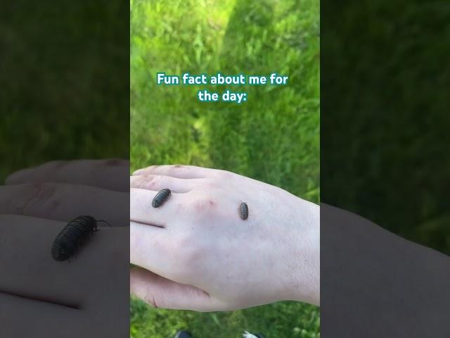:3 #bugs #rollypolly #funfact #kyleaundreh