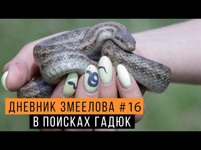 В поисках гадюк  — Дневник змеелова #16 / Змеелов - ученый