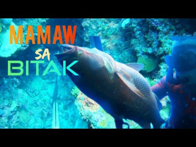 Boronggan Samar : Spearfishing Adventure , SNAPPER ,King Mack, Surgeons, Unicorns, Longnose Emperor