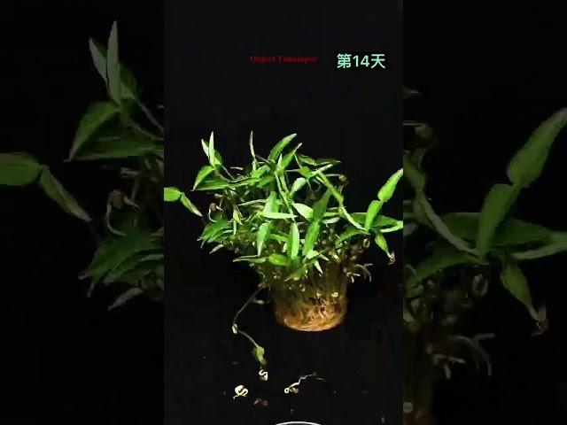 Growing Green Bean Time Lapse.#timelapse #shorts @Boxlapse @AmazingTubeTimeLapse