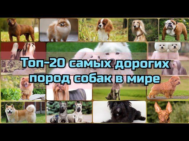 Самые ДОРОГИЕ породы собак в мире | ТОП - 20 самых дорогих собак