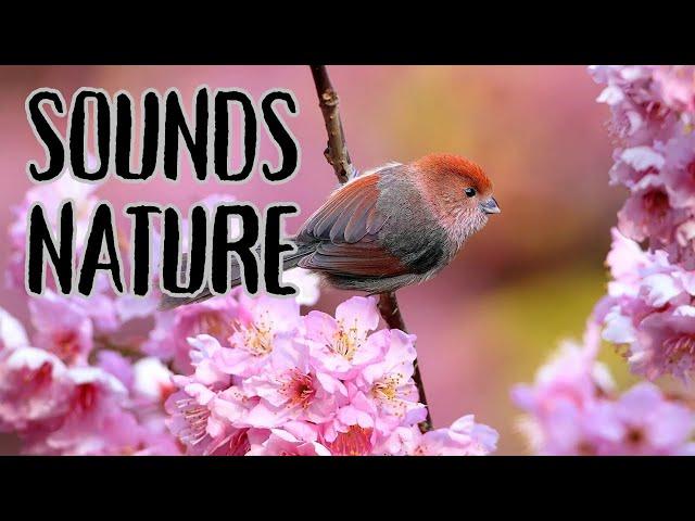 Sounds nature. Birds song Usa Canada Germany Uk France Italy Denmark Austria Norway Australia park