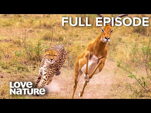 Heart-Stopping Attacks: Lions, Leopards, Cheetahs | Wild24 Ep301