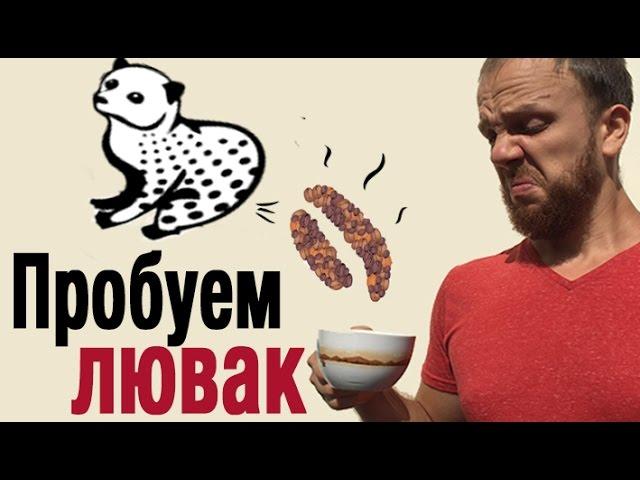 Кофе Лювак. Пробуем кофе из помета