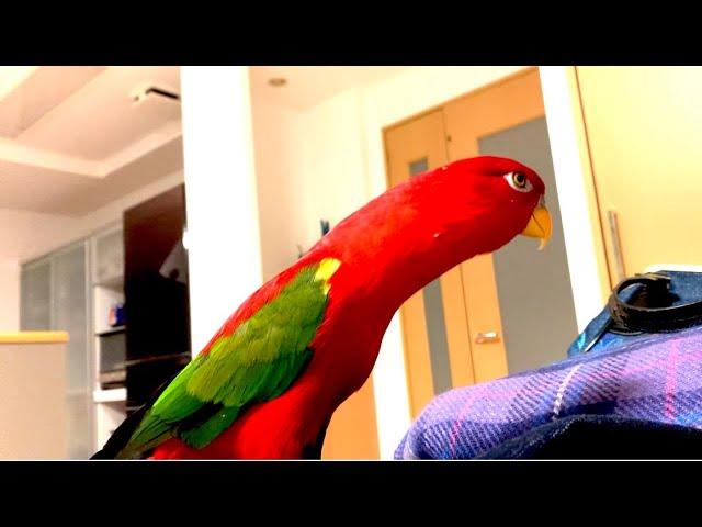 Red birblong neck