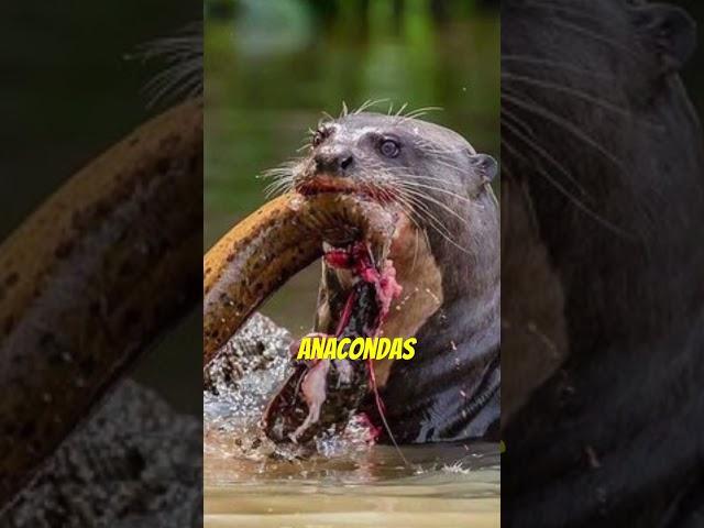Giant River Otters | Even Apex Predators Fear This Animal