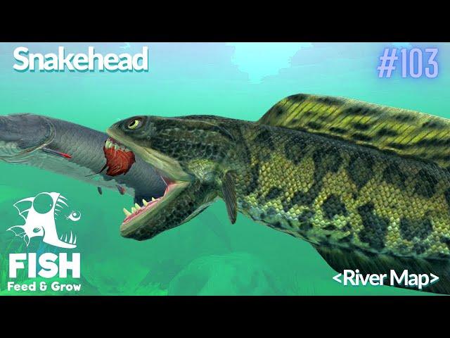 Feed And Grow Fish : Sneakhead (River Map)