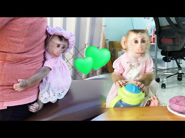 Baby monkey LyLy obediently learns "How to eat without choking"