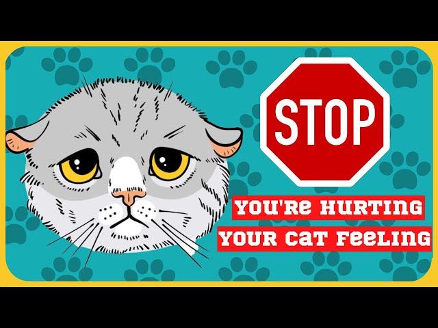 8 Things That ABSOLUTELY Hurt Your Cat Feeling | NEVER Do These To Your Cat !