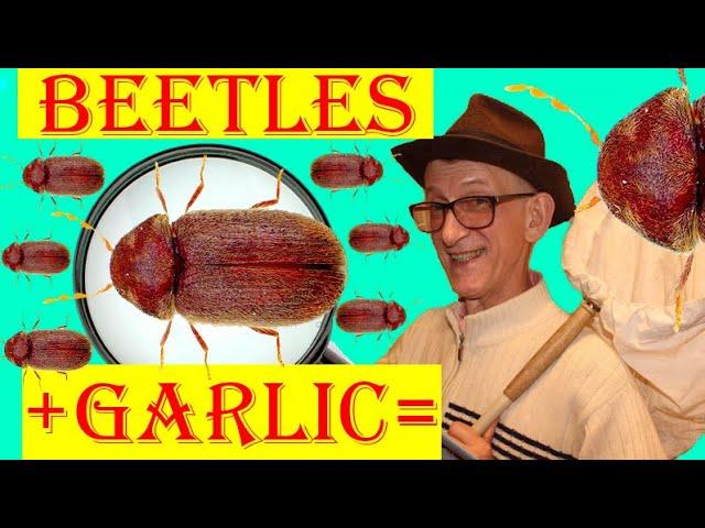 Are Beetles Afraid of Garlic in Your Kitchen? Test: How do Biscuit Beetles React to Garlic Juice?