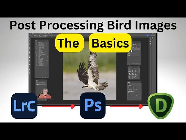 Post Processing Bird Images - The Basics with Lightroom Classic, Photoshop, and Topaz Denoise