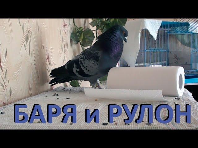 Голубь Баря и рулон