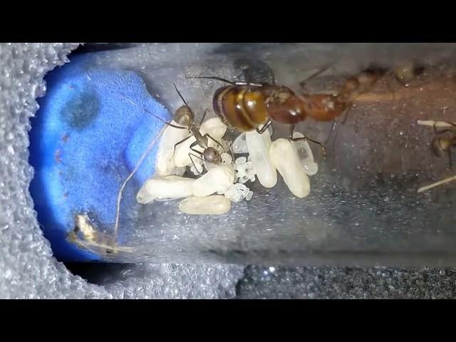 ЖЗМ. Camponotus nicobarensis ч1. - Внедрение гусеницы пожирателей личинок.