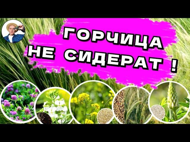 СИДЕРАТЫ НЕ УДОБРЕНИЯ! ВСЯ ПРАВДА О ГОРЧИЦЕ, ЛЮПИНЕ, ГОРОХЕ, РОЖЬ