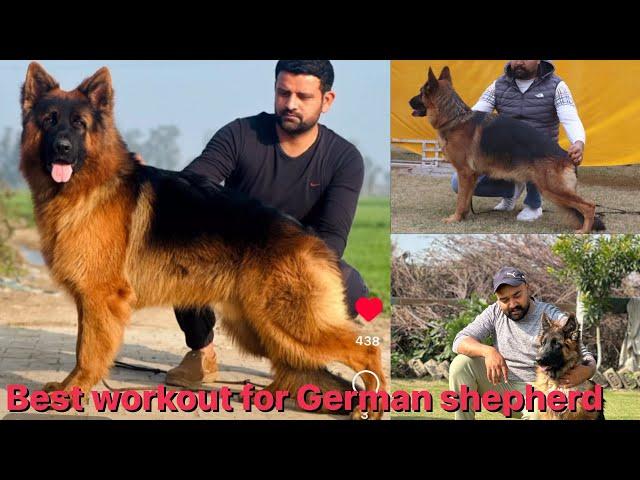 Best workout for German shepherd