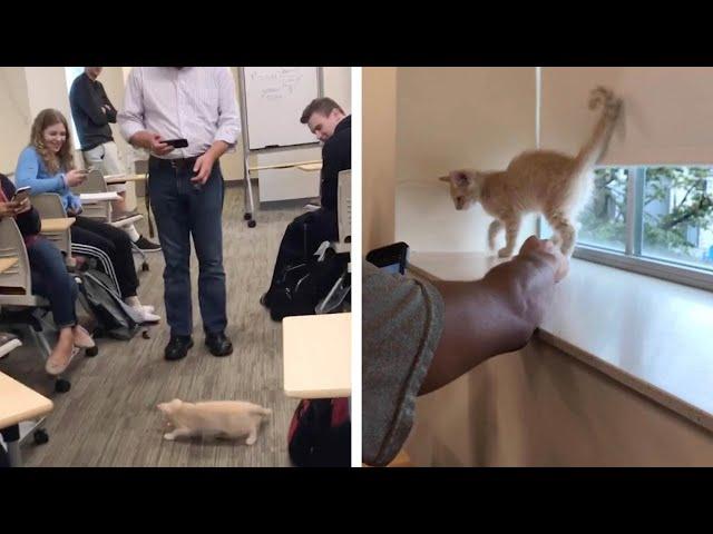 College Students Bring Stray Cat Into Class