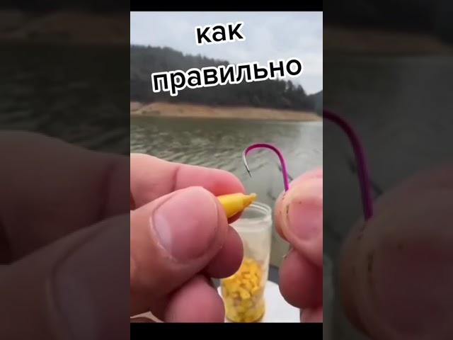 Как правильно насаживать кукурузу #лайк #подписка #fishing #рыбалка #приманка