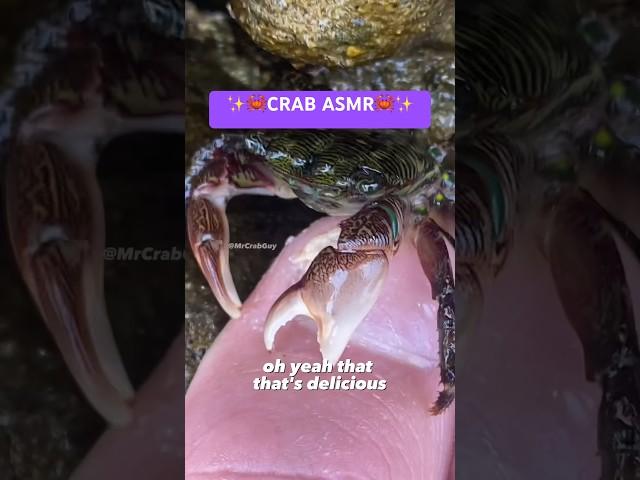 SOUNDS from CRAB PEDICURE | CRAB ASMR Sounds 🫠#shorts