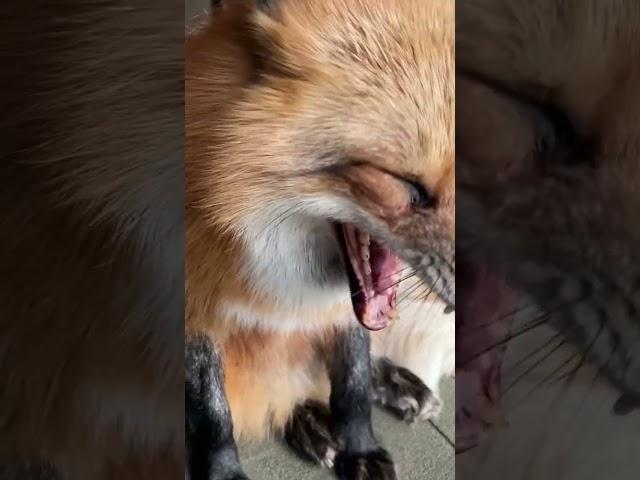 Ли Сяо / Alice the Fox Лиса Алиса (Белки стучатся в окно!!)