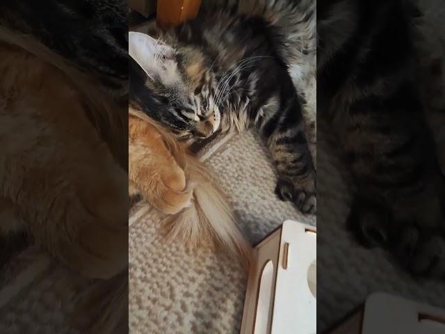 мейн-кун Цезарь и Манечка #забавныеживотные #мейнкун #кот #смешныеживотные