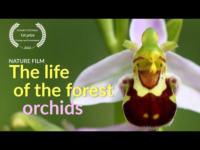 The life of the forest. Orchids