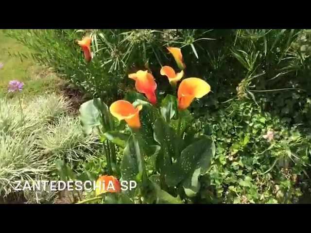 Zantedeschia sp. Garden Center online Costa Brava - Girona.