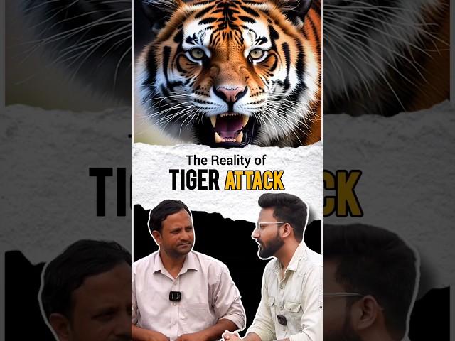 Save The Tigers #tigerattack #wildlife #tiger