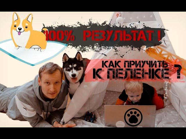 Как приучить щенка к пеленке? Подробная инструкция! 100% результат!