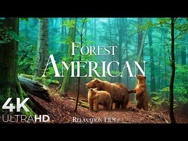 FOREST 4K  American Nature Relaxation Film - Peaceful Relaxing Music - 4k Video UltraHD