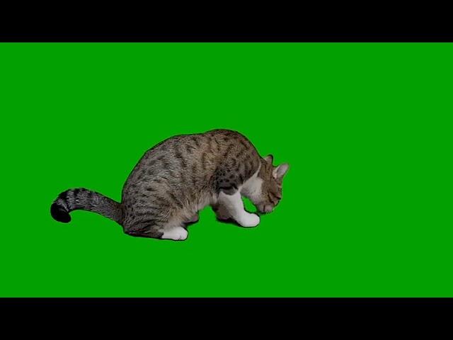 Cat green screen 