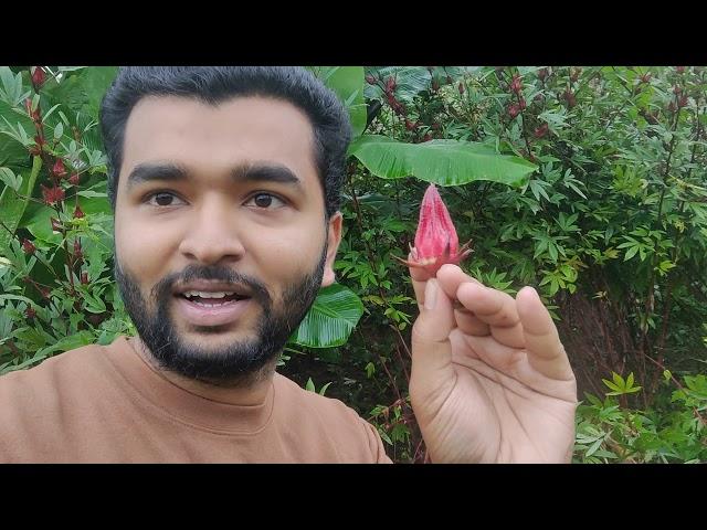 VLOG 9 | Morning with locals & Harvesting  Roselle tea | Pushkar Tiwari | Pranav Igwe