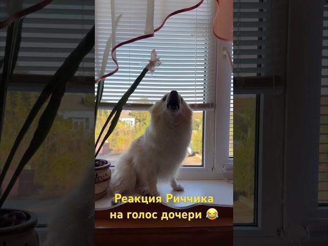 #домашнийвлог #вгостяхутестя #нашипитомцы #донбасс