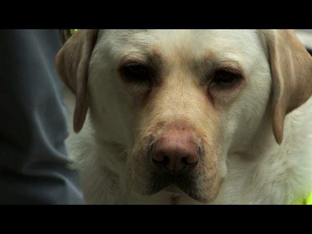 Caught on camera: Blind guide dog user confronted by angry commuter