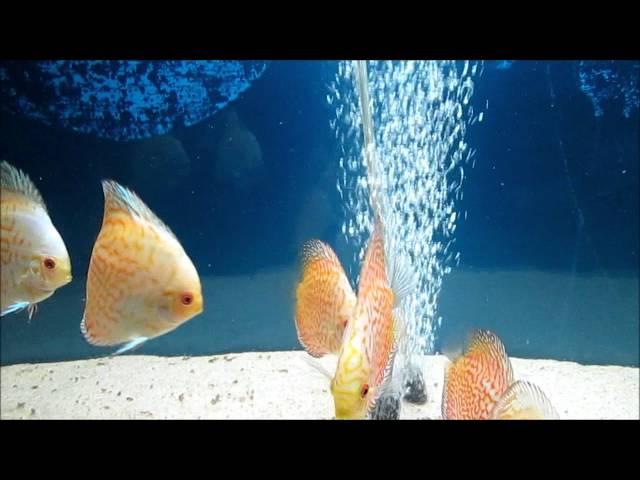 Discus Blue Diamond vs Pigeon Blood