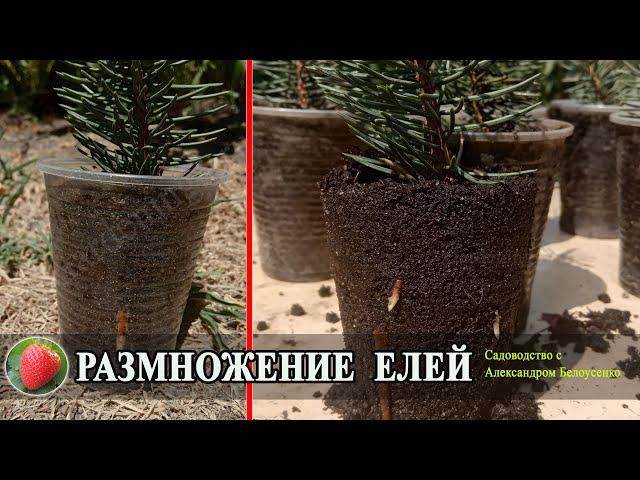 Результат размножения елей Размножение голубых елей черенками