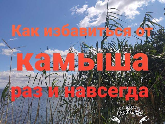 Как избавиться от камыша навсегда.