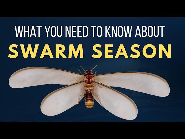 Termite Swarm Season: What you Need to Know (to keep your home safe)