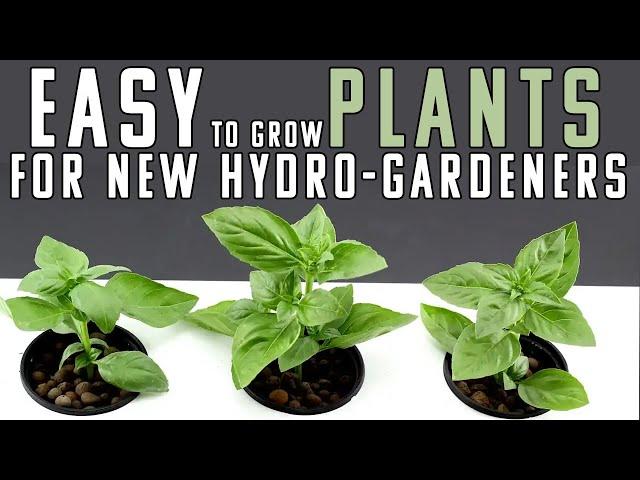 10 EASY TO GROW HYDROPONIC PLANTS