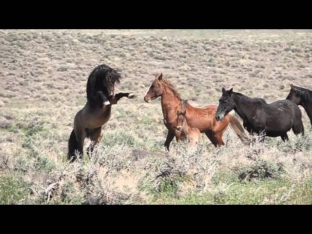 Wild Horses Fighting