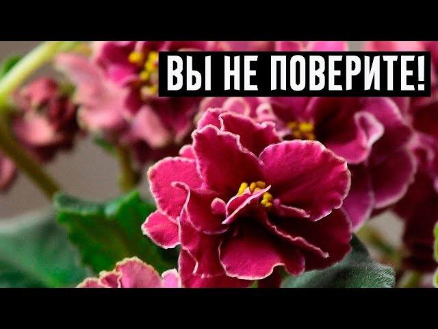 10 растений, которые принесут в Ваш дом любовь!