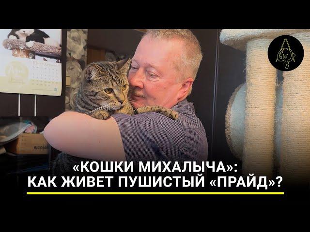 «Кошки Михалыча»: как живет пушистый «прайд»?