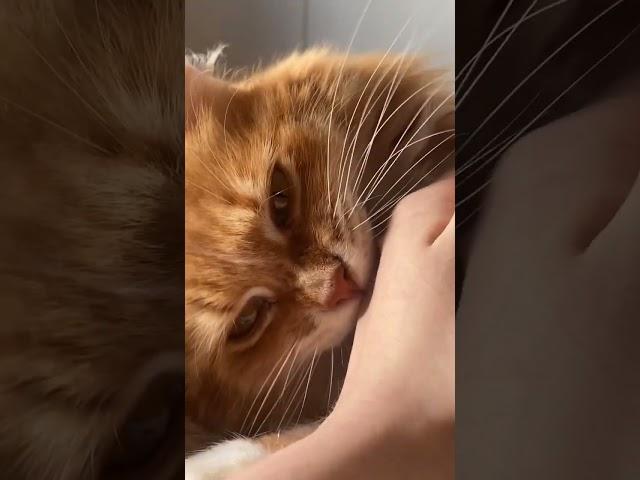 очень «ДОБРАЯ» кошка Виолетта 