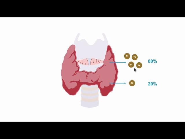 Understanding thryroid hormone production