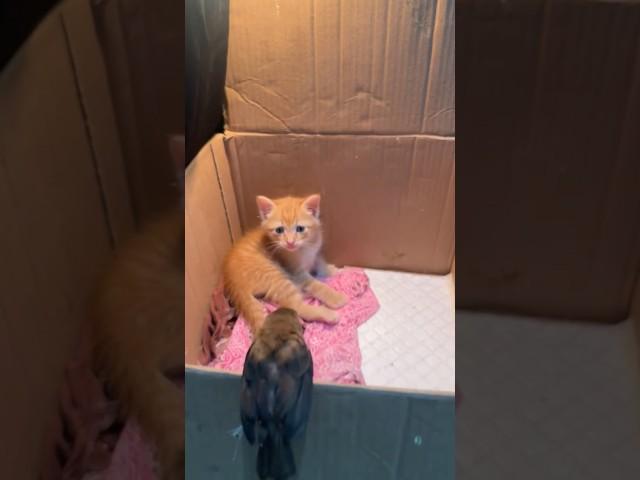 Птичка в гостях у котика ️
