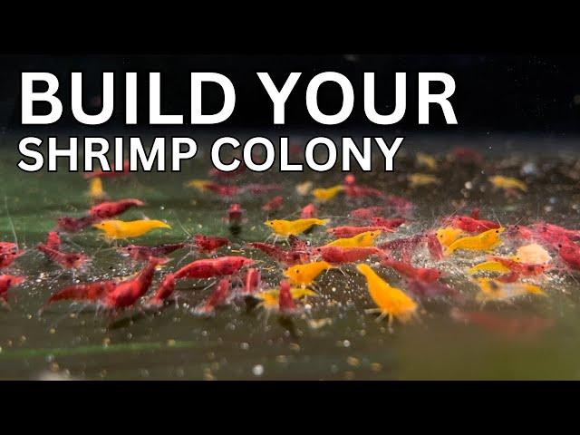 How to Build a Shrimp Breeding Colony!