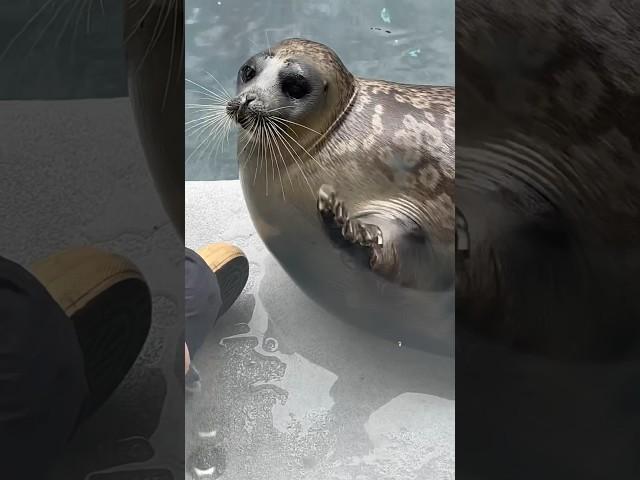 Natchek the ringed seal waves hello!